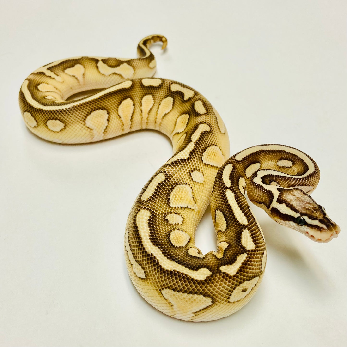 Pastel Vanilla Lesser Het Clown Ball Python Male - #2022M01