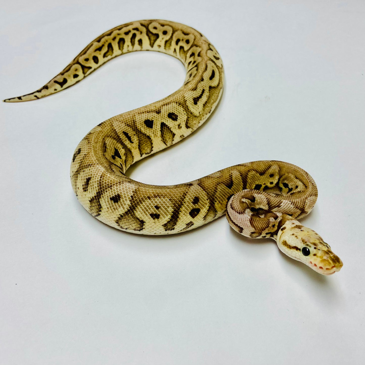 Black Pewter Clown Ball Python - Female #2022F01