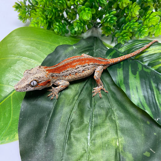 Red/Orange Stripe Gargoyle Gecko 2024 Male CH02
