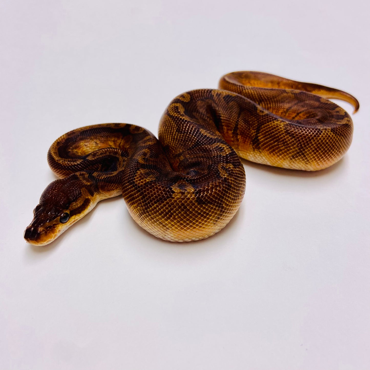 Sunset Ball Python - Female #2023F02