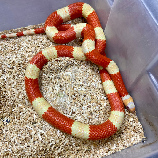 Albino Honduran Milk Snake 2023 Male M01