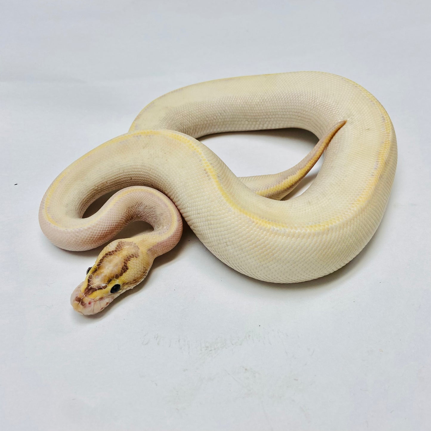 Enchi Ivory Ball Python - Female #2022F01