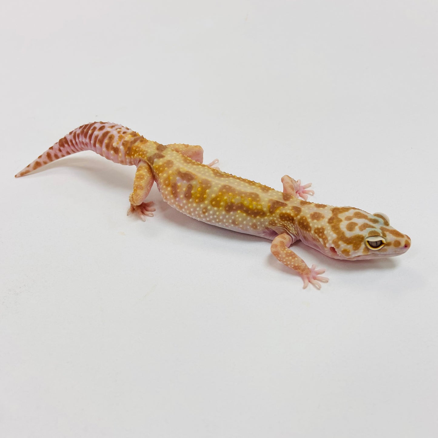 Mack Snow Tremper Albino Leopard Gecko Female I-I2-72622-1