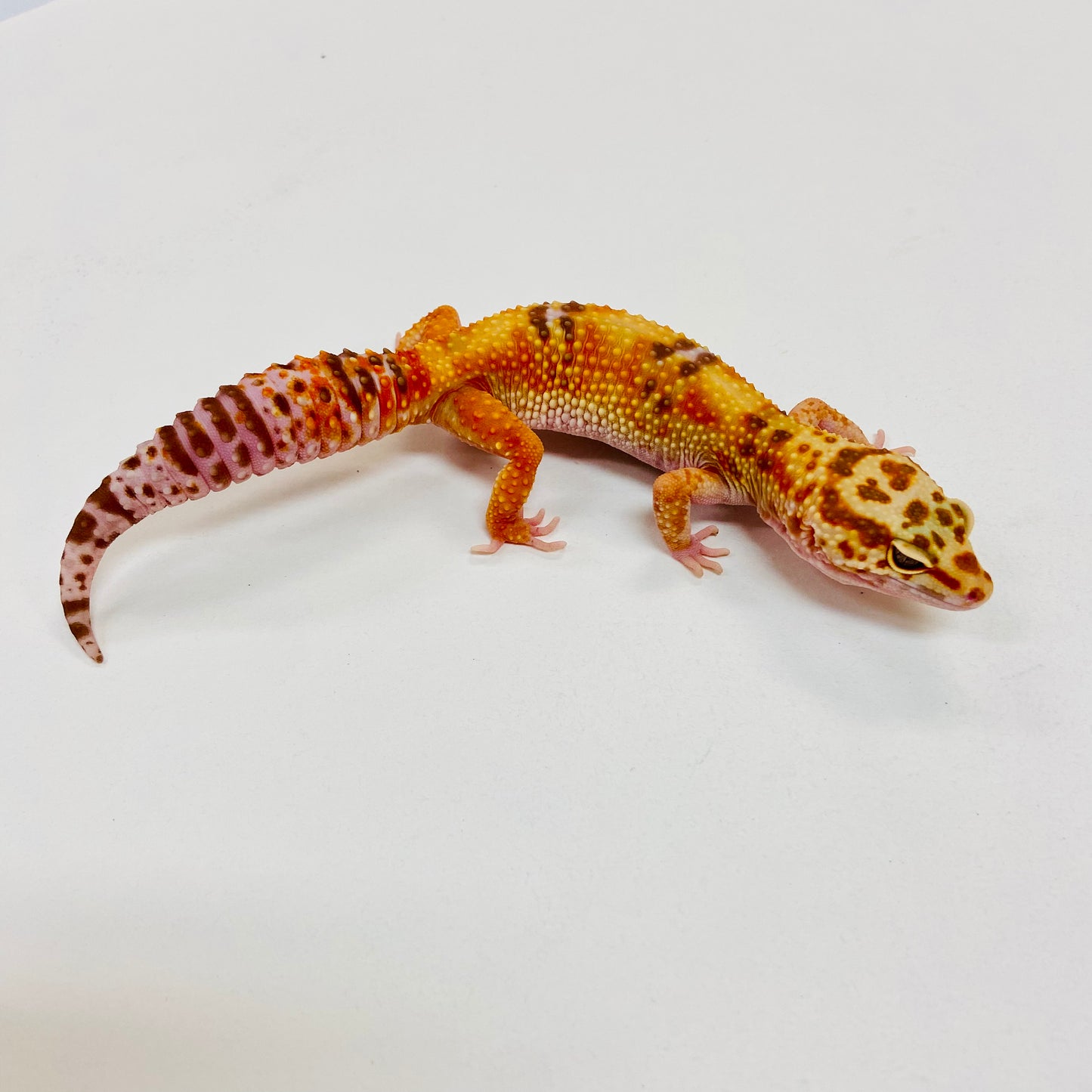Albino Tremper Tangerine W/Y Leopard Gecko Female I-B6-70123-1