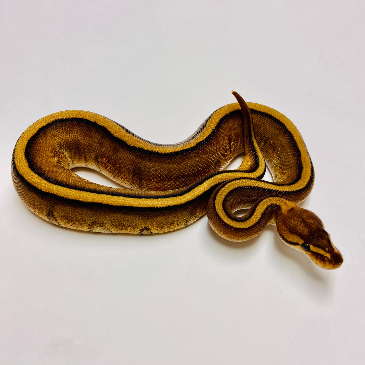 Genetic Stripe Ball Python - Female #2023F01
