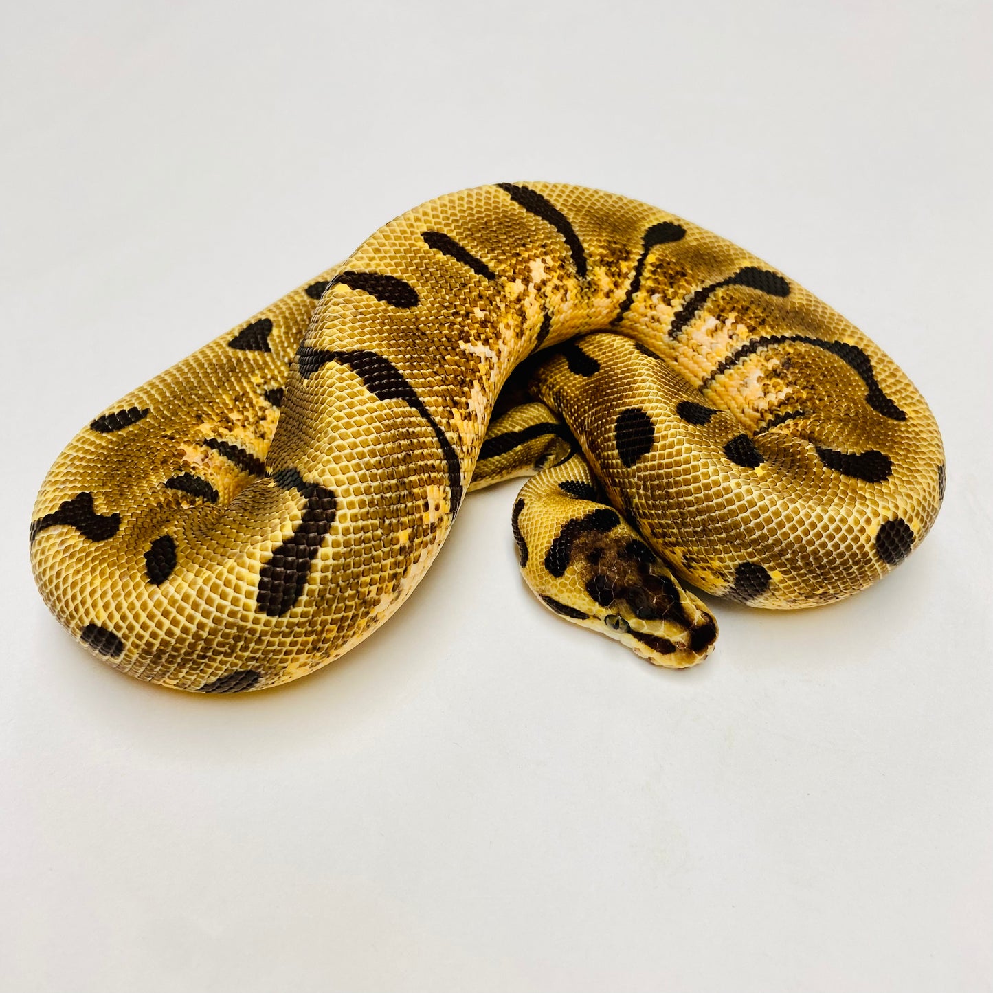 Super Enchi Woma Ball Python - Female #2022F01