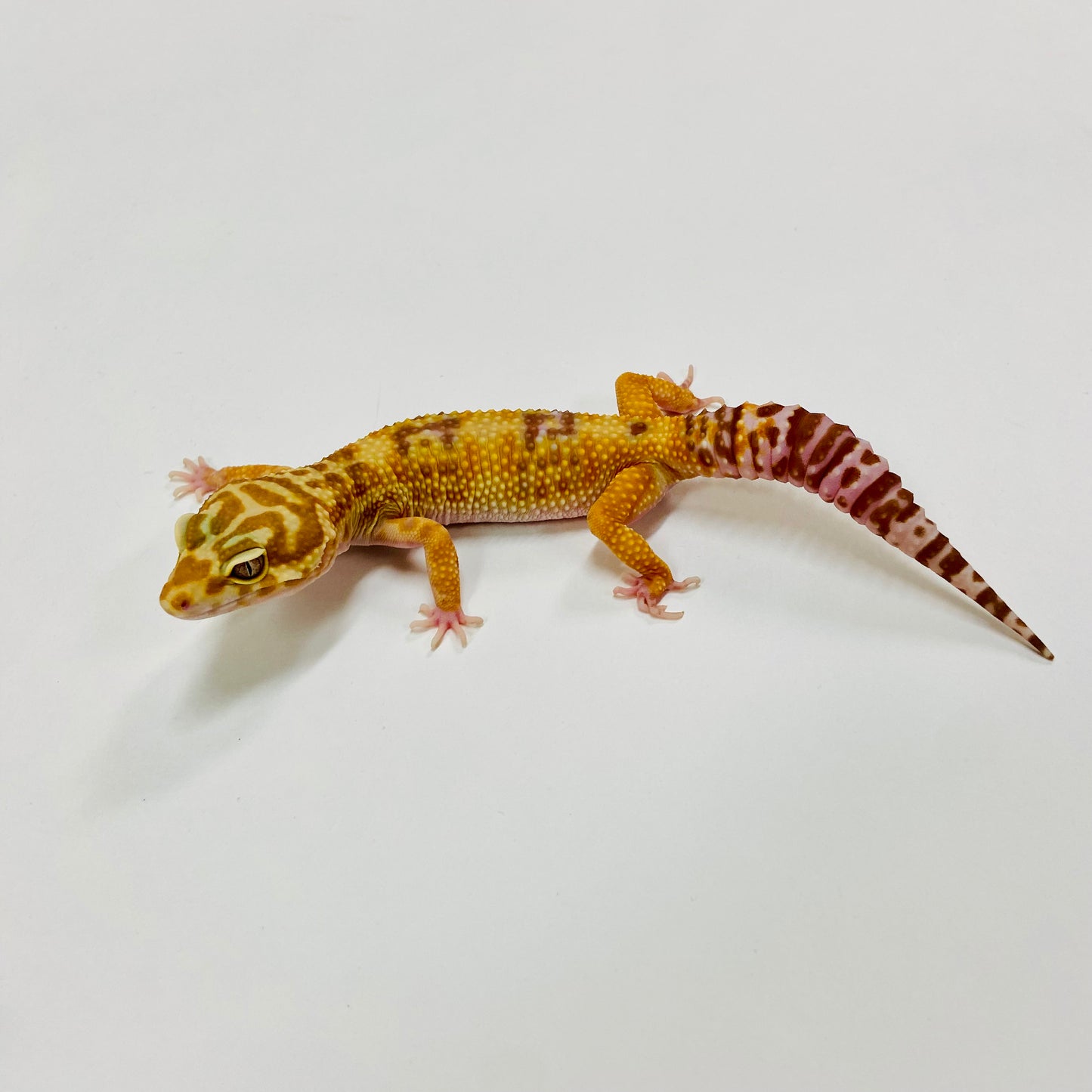 Bold Tangerine Tremper Albino W/Y Leopard Gecko Male H-D1-62322-1