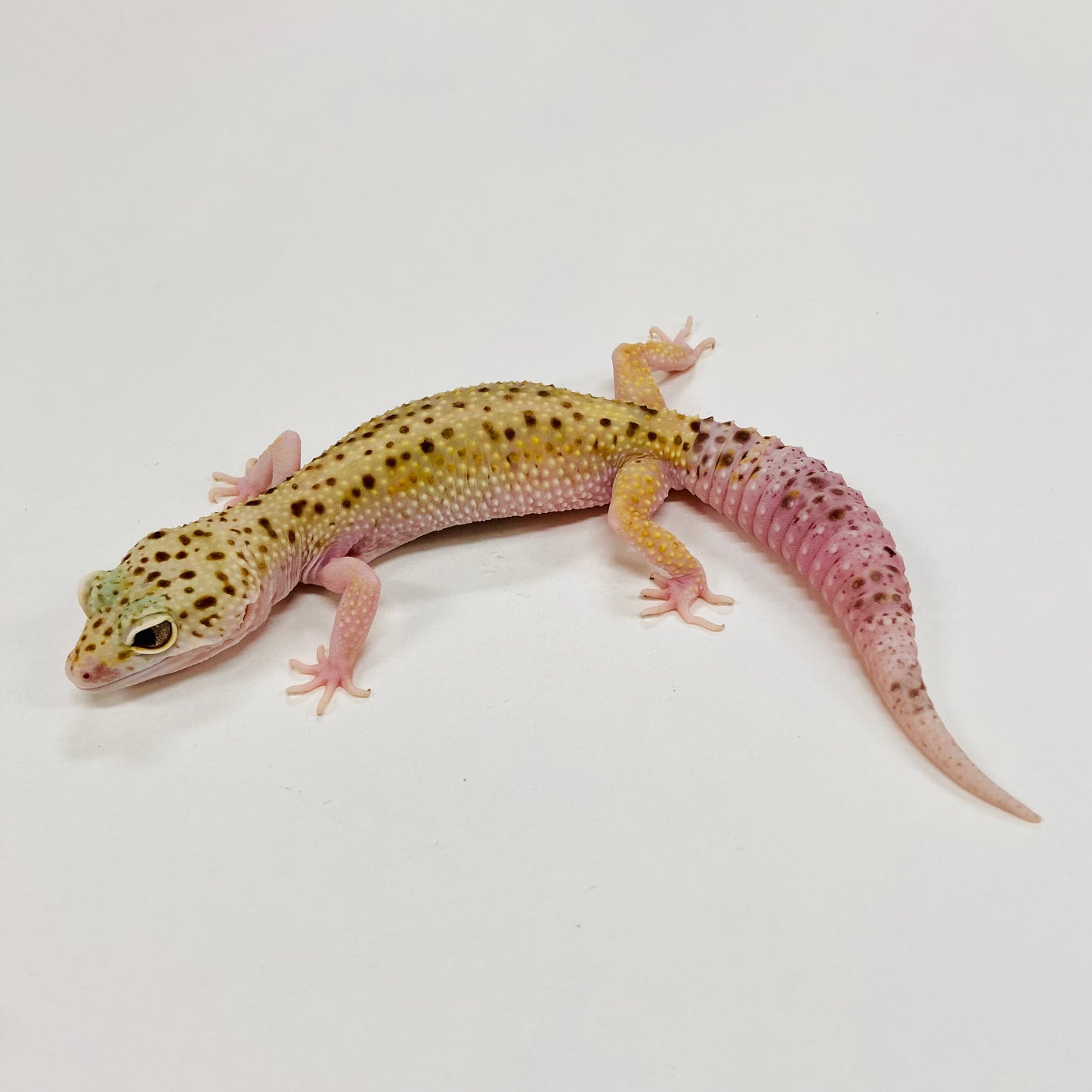 Stripe Mack Snow Eclipse W/Y Leopard Gecko Female F-F5-61120-1