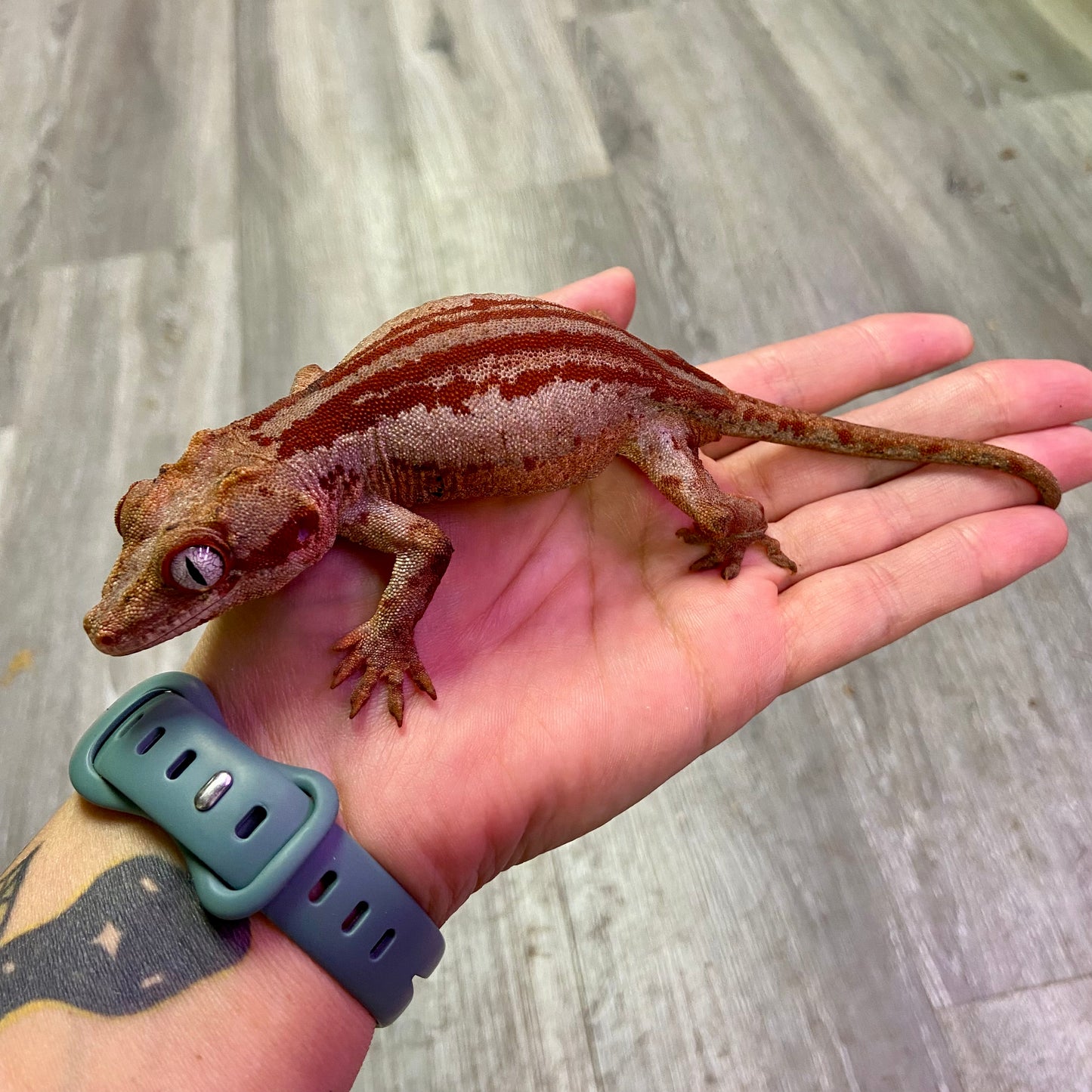 Red Stripe with Red Base Gargoyle Gecko 2023 Female JM01