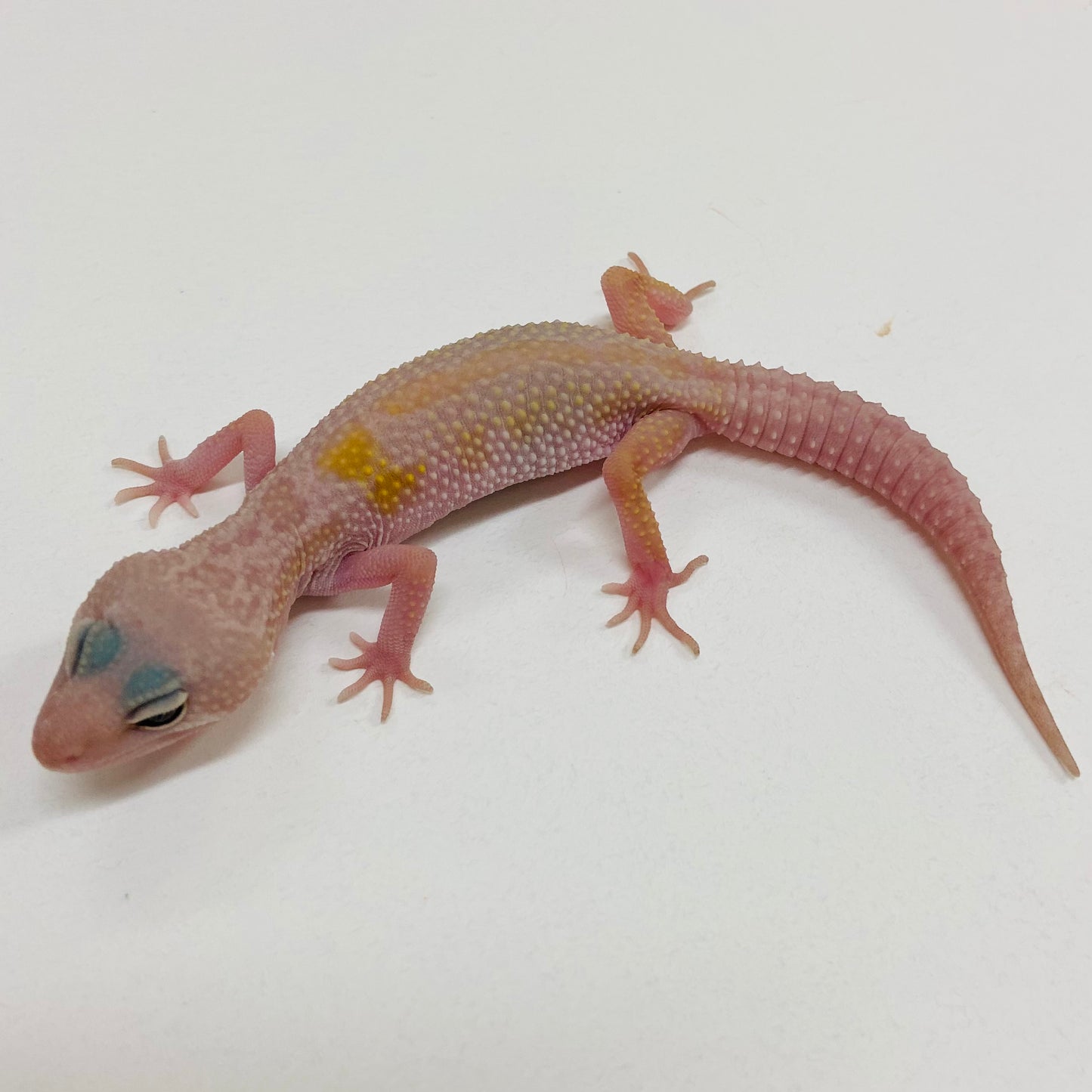 Murphy Patternless Pos MS Leopard Gecko 2025-075