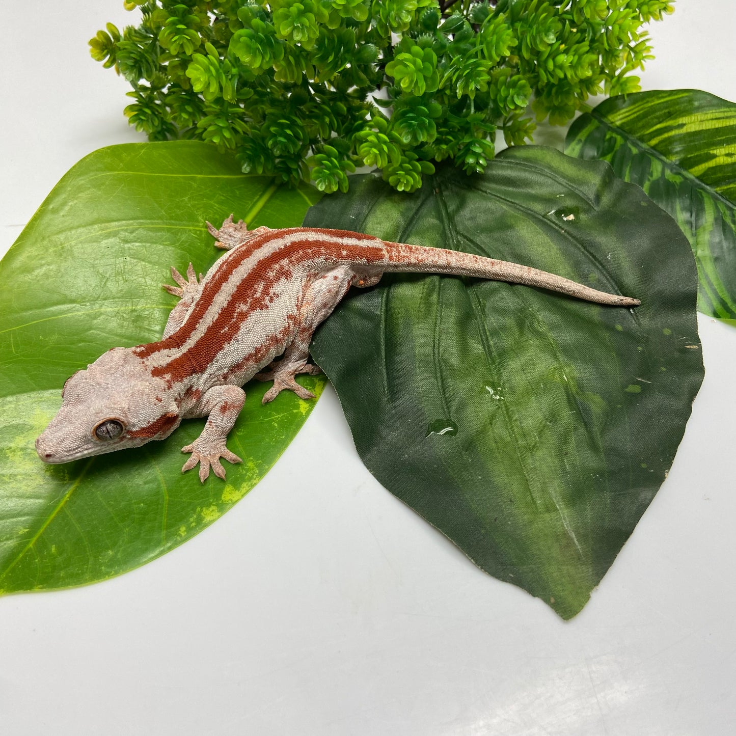 Red Super Stripe Gargoyle Gecko 2023 Male EH02