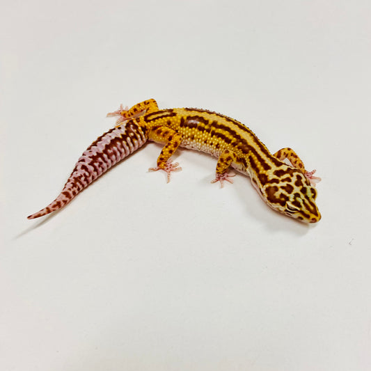 Bold Bell Leopard Gecko Female G-A1-92922-1