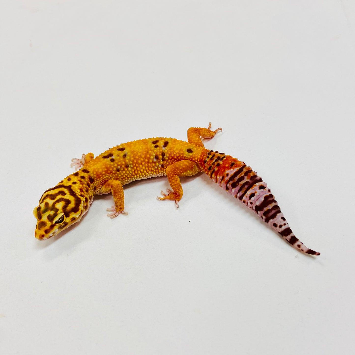 Albino Tremper Tangerine Leopard Gecko Female I-B5-70123-1