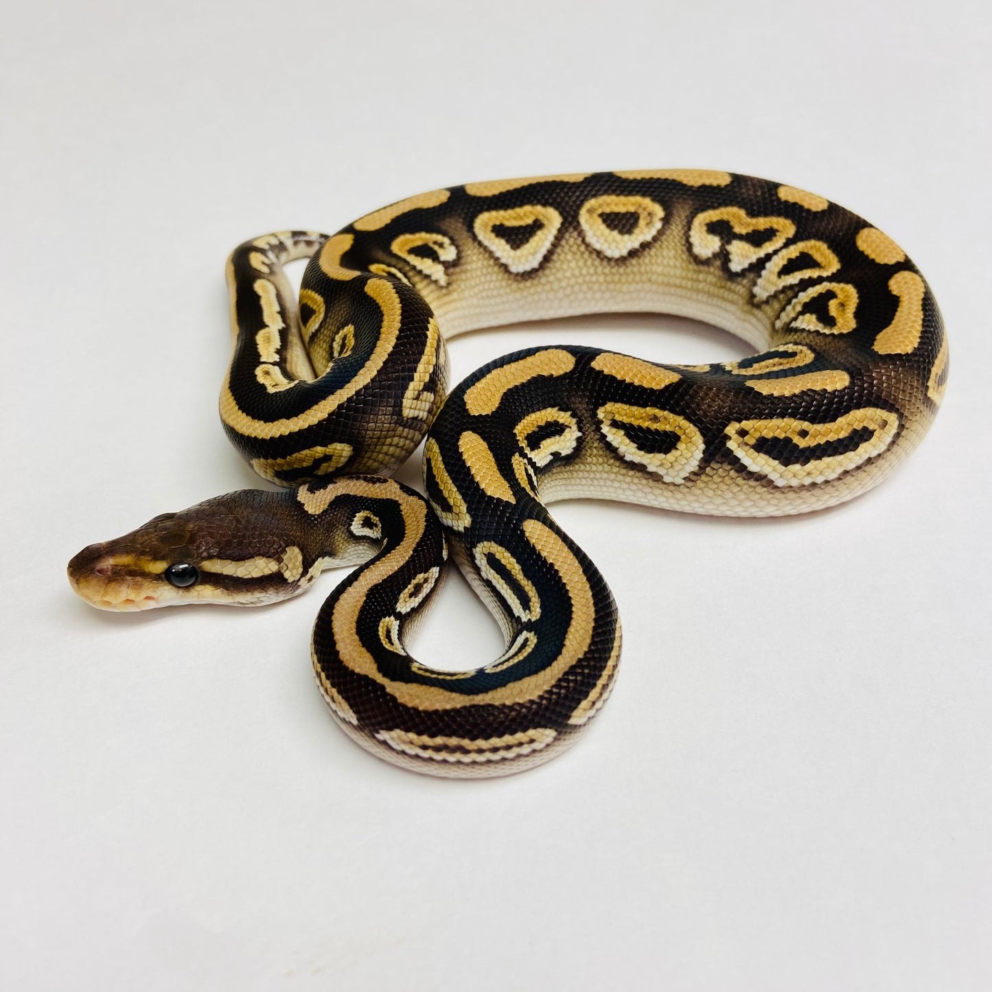 Black Pastel Mojave Het Clown Ball Python - Male #2023M01