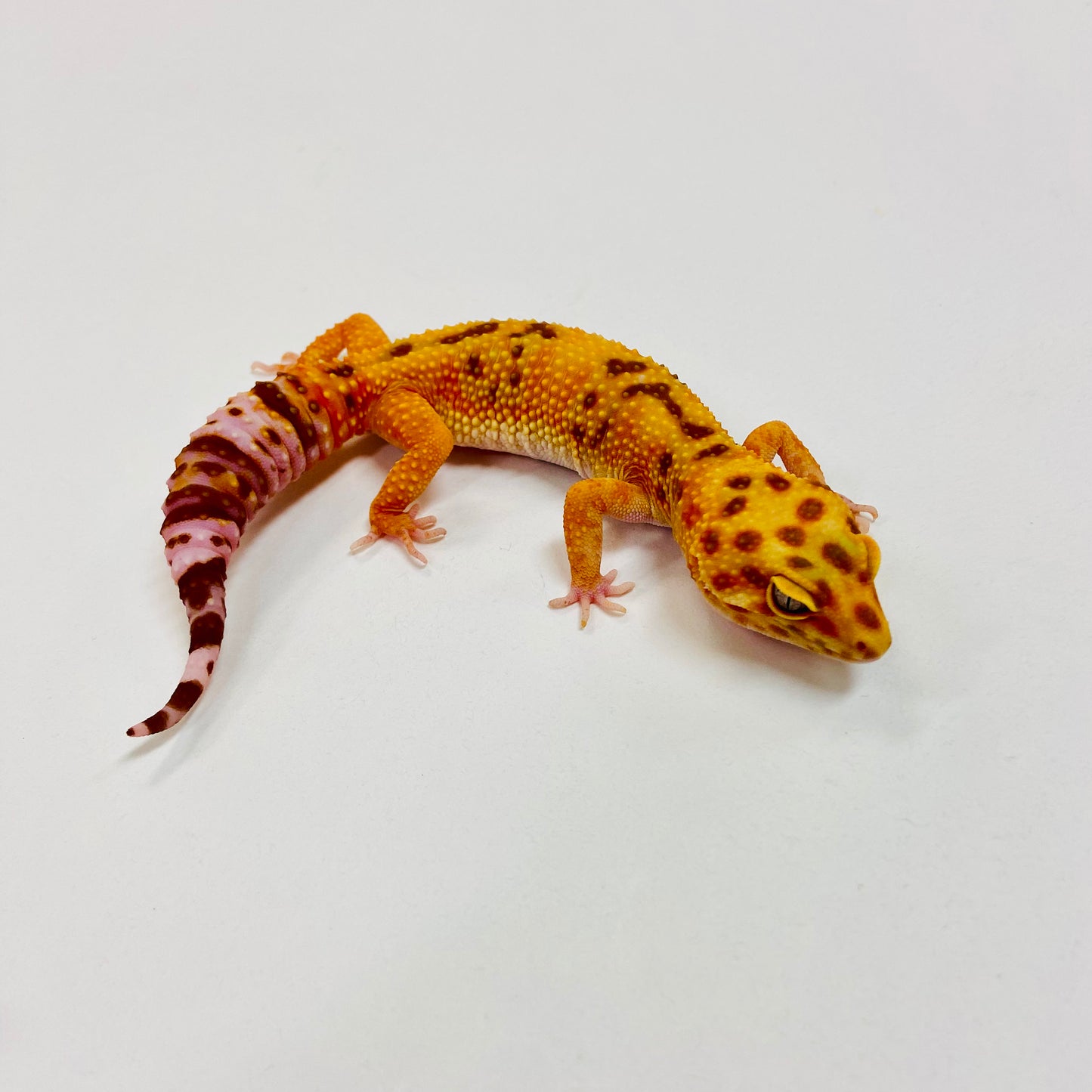 Albino Tremper Tangerine Leopard Gecko Female I-B5-82322-1