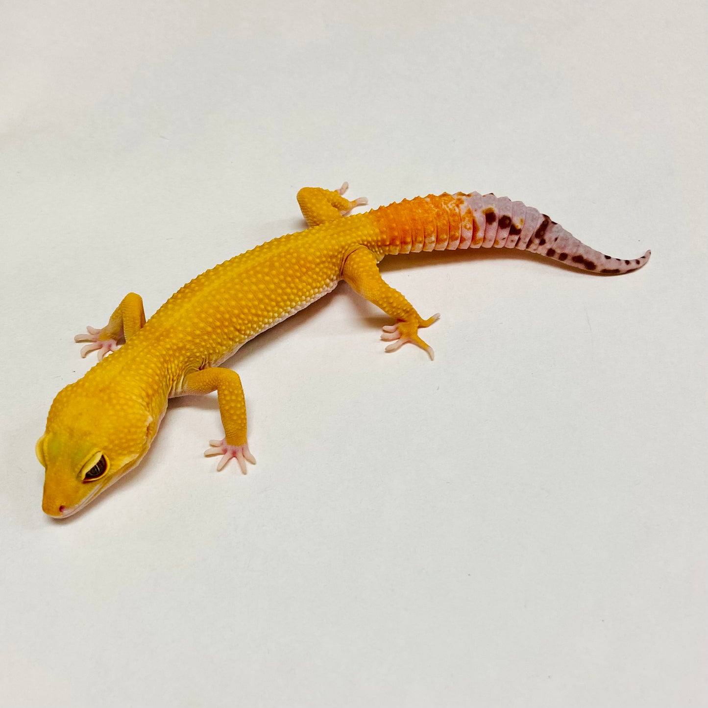 Super Hypo Tangerine Carrot Tail Baldy Leopard Gecko Male B-B6-71624-1