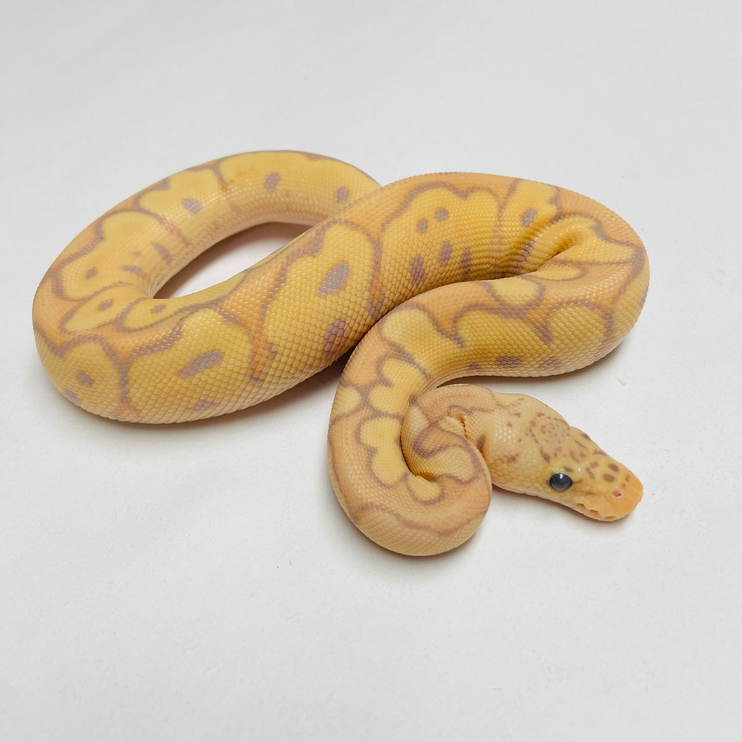Pastel Banana Clown Ball Python Male 2025M01