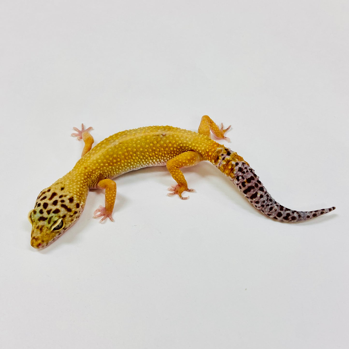 Adult Group 1.4 Tangerine Leopard Gecko LBG-06
