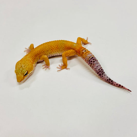 Hypo Tangerine Leopard Gecko Male F-E2-90722-1