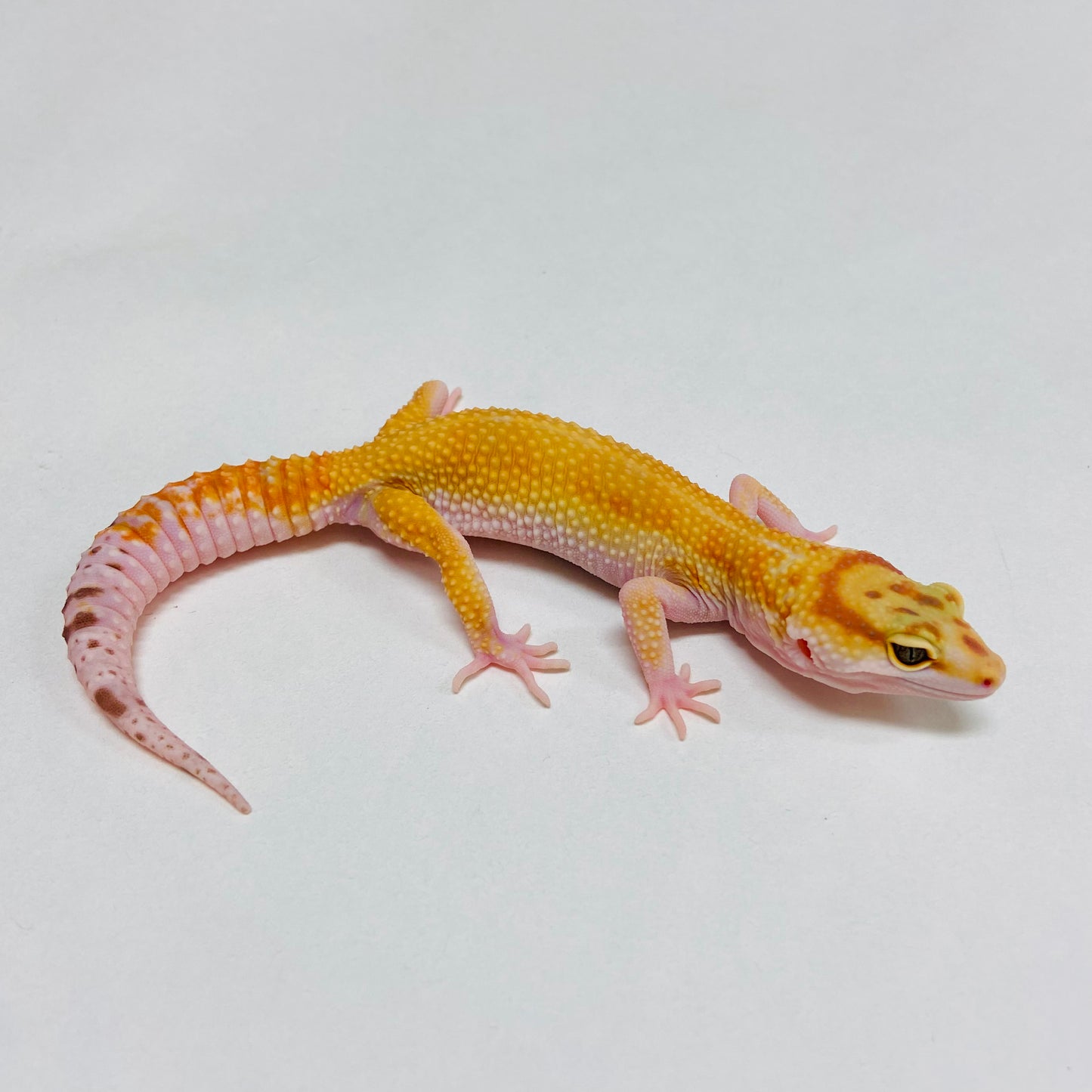 Sunglow Tremper W/Y Leopard Gecko Female B-A7-102424-1