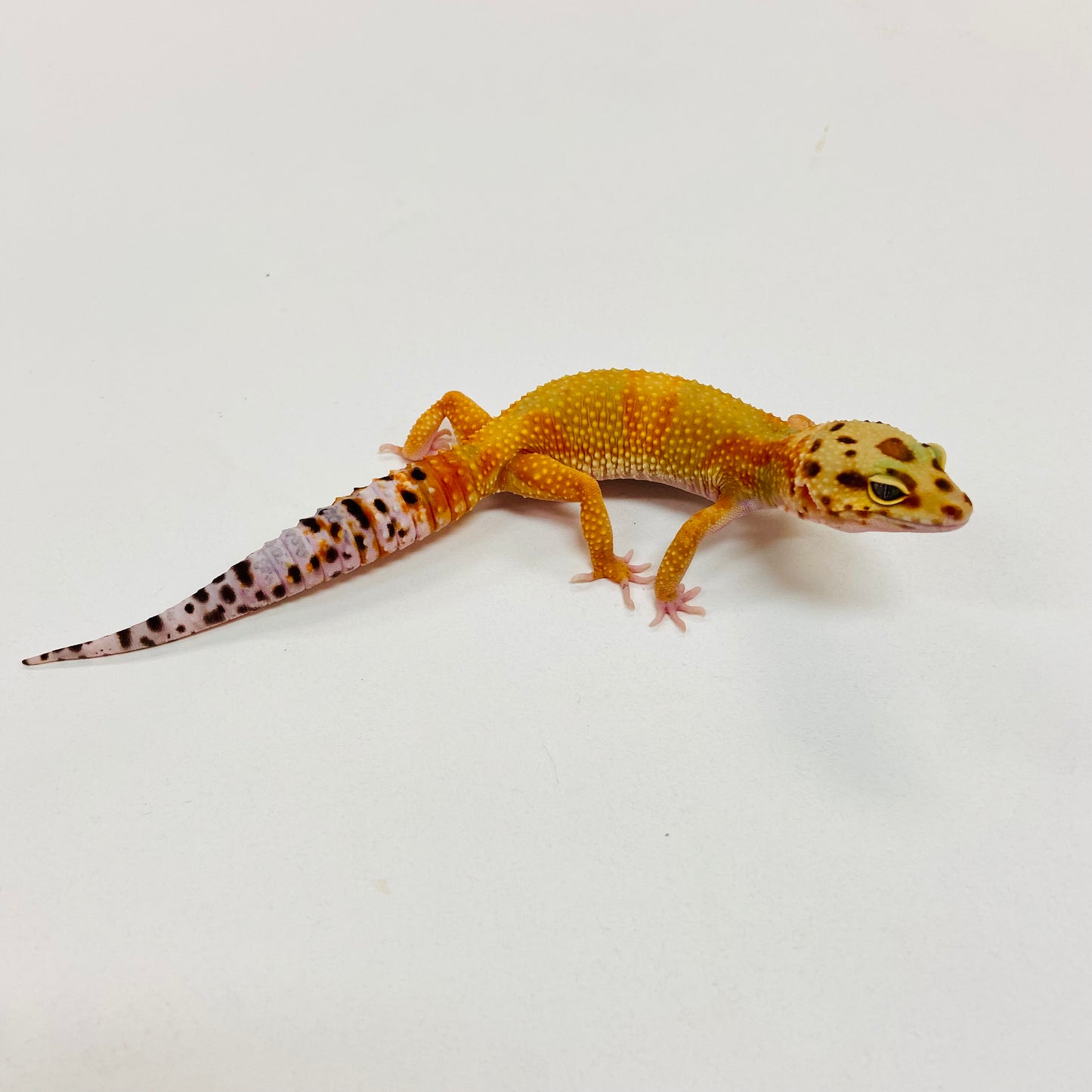 Citrine Leopard Gecko Female I-C9-72423-1