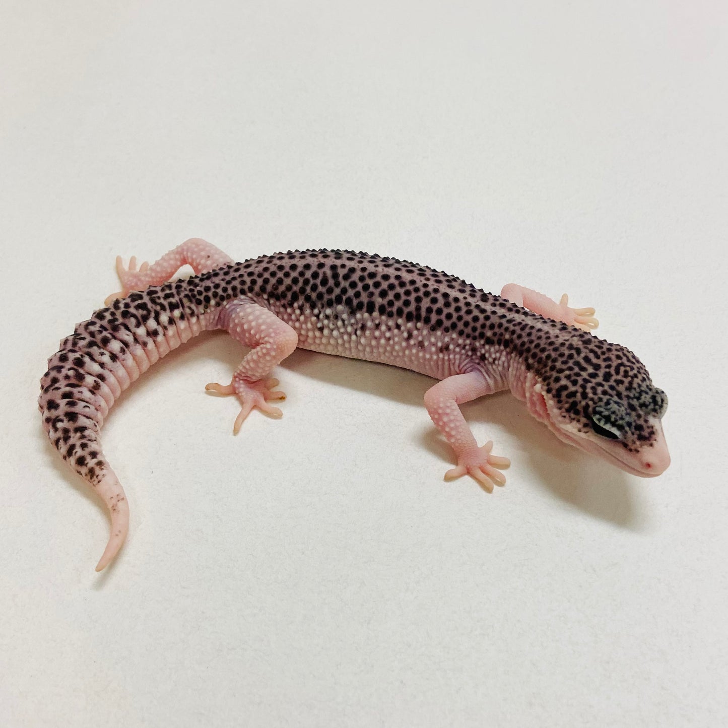 Galaxy Leopard Gecko Female 2025-215