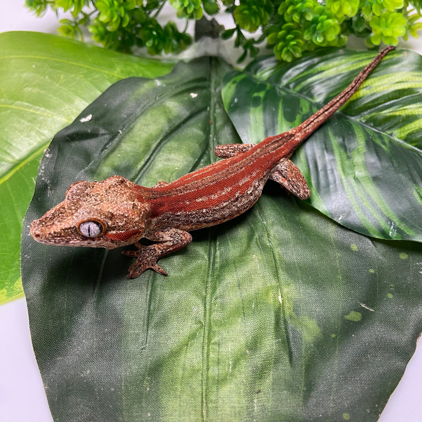 Red/Orange Stripe Gargoyle Gecko 2024 Female PJ02
