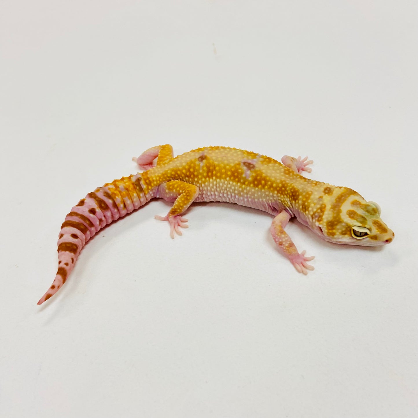 Hypo Albino Tremper W/Y Leopard Gecko Female I-D1-72222-1