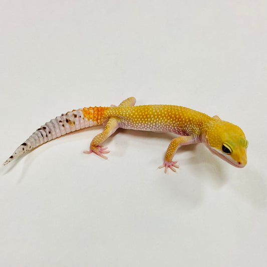 Super Hypo Tangerine Baldy W/Y Leopard Gecko Male G-B3-90324-1