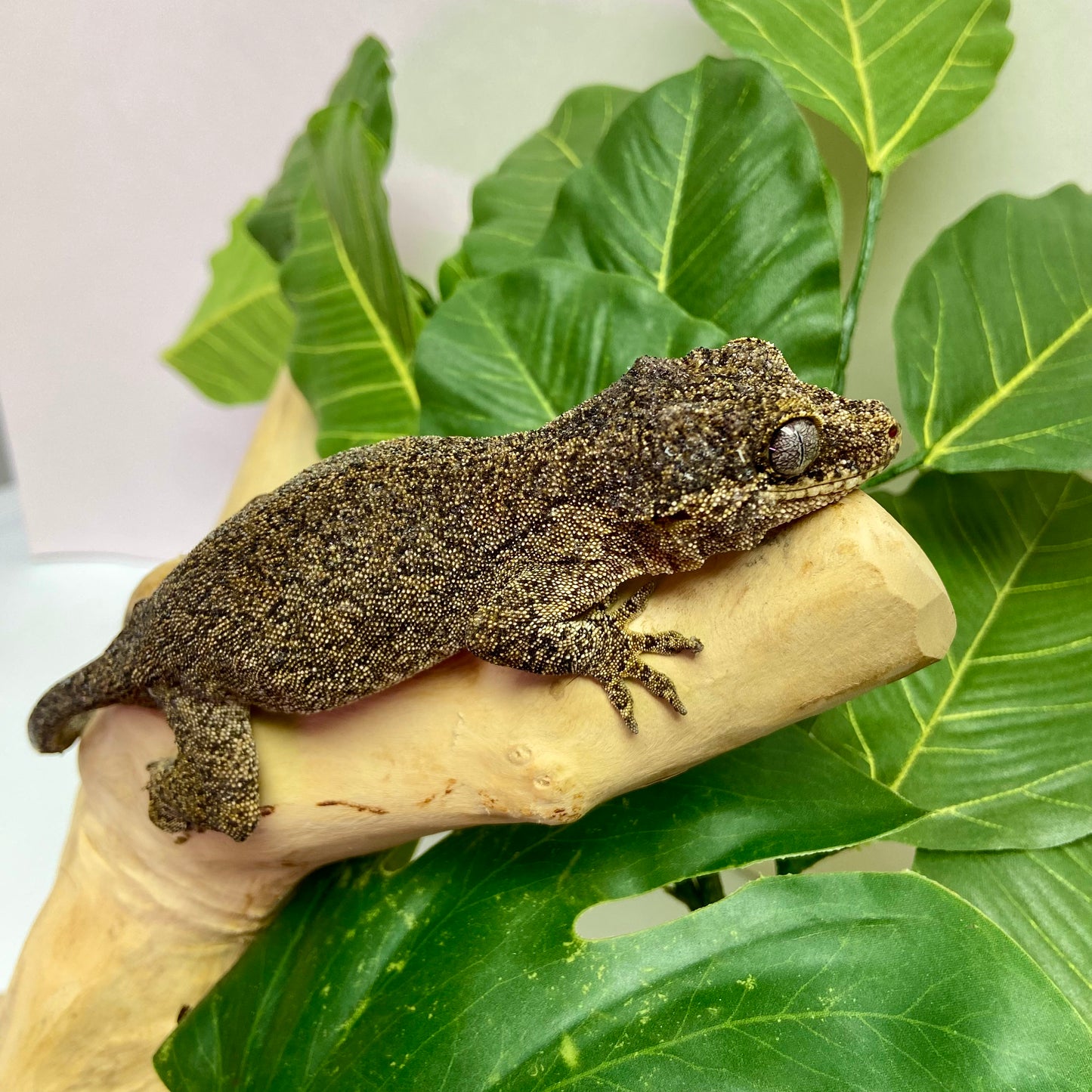 Orange Blotch Reticulated Gargoyle Gecko Adult Female GPB21