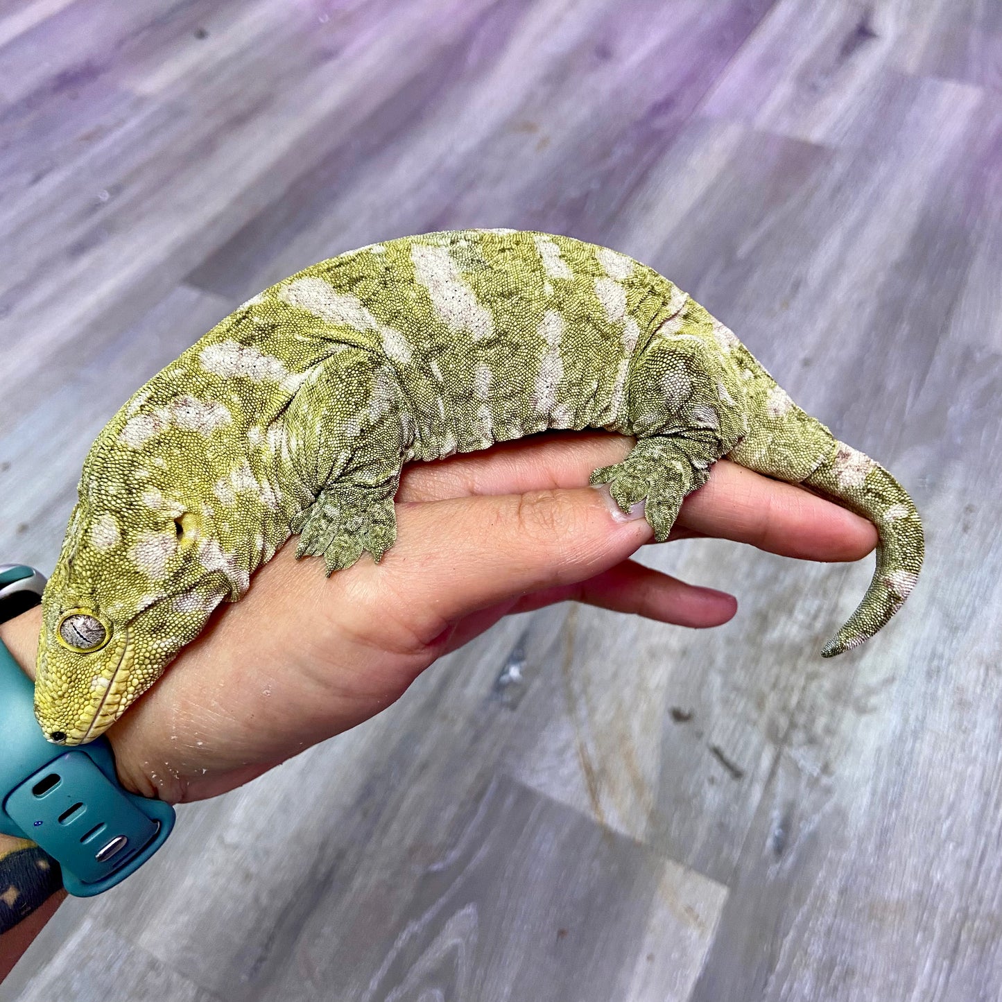 Leachianus Gecko- Female 51723-SF1