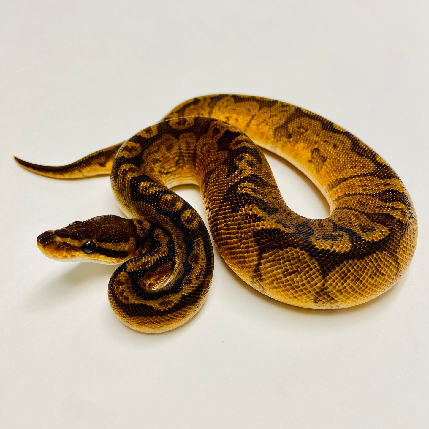 Sunset Ball Python - Male #2023M02