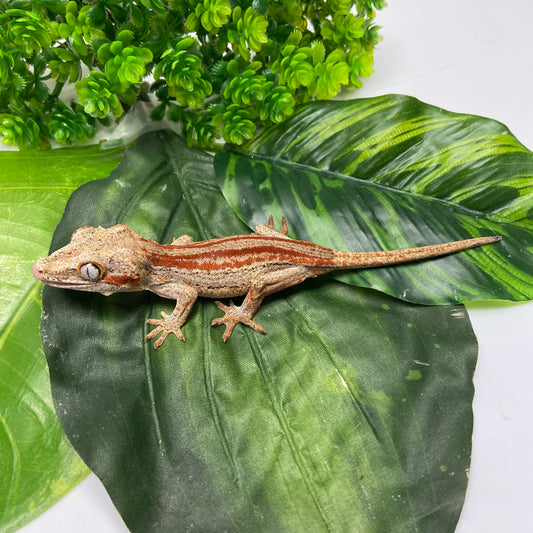 Red/Orange Stripe Gargoyle Gecko 2024 Male MJ02