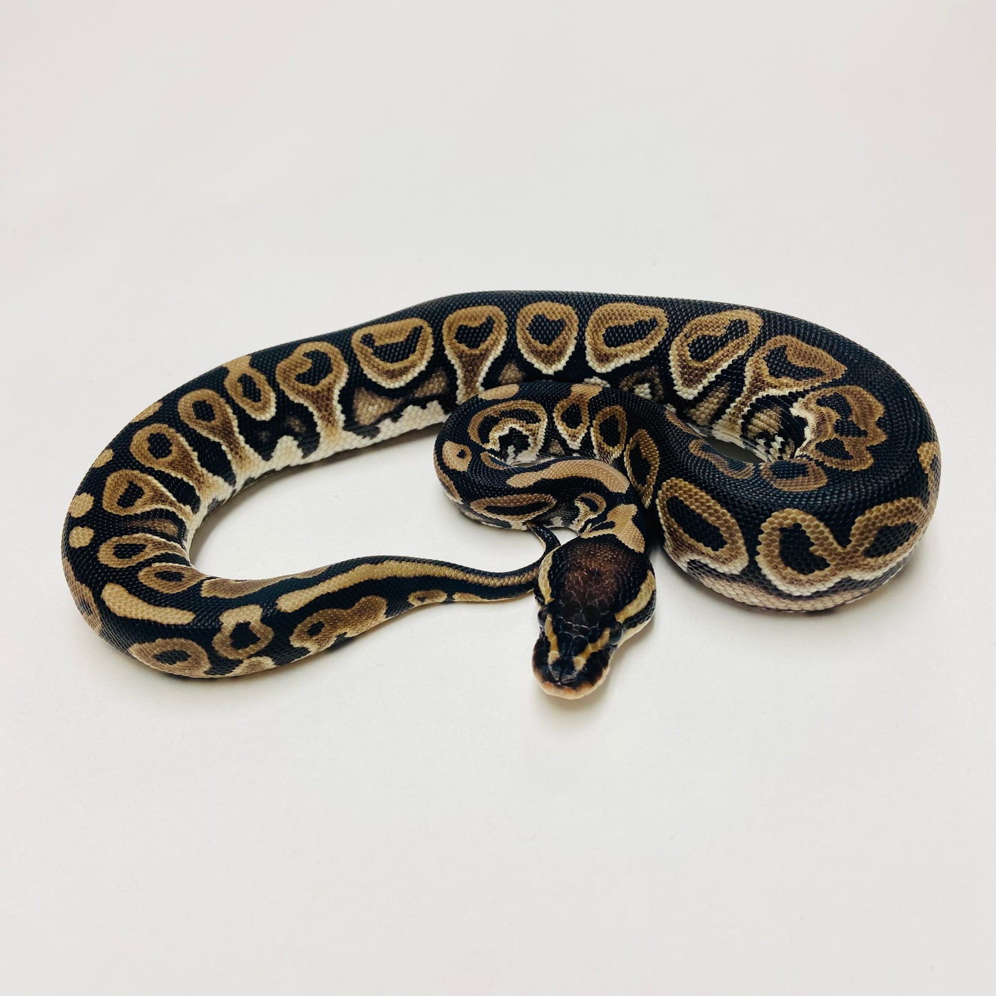 Lori Ball Python Female 2025F02