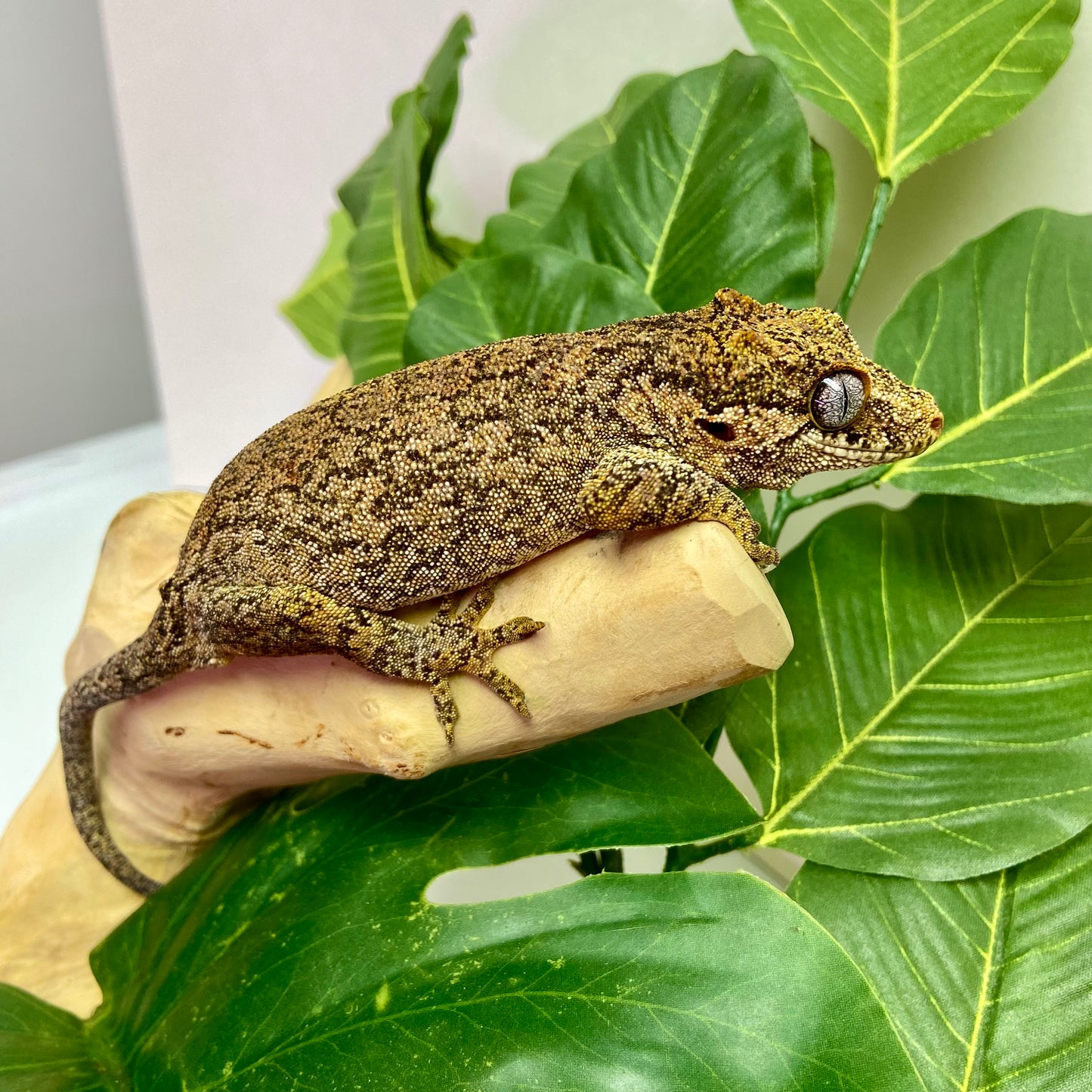 Red Blotch Reticulated Gargoyle Gecko Adult Female GPB18