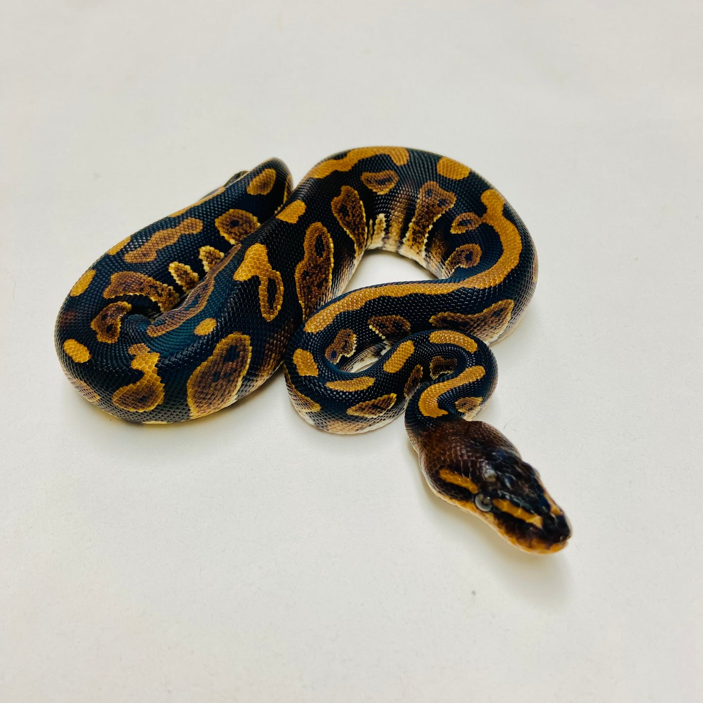 Mahogany Ball Python Male 2025M04