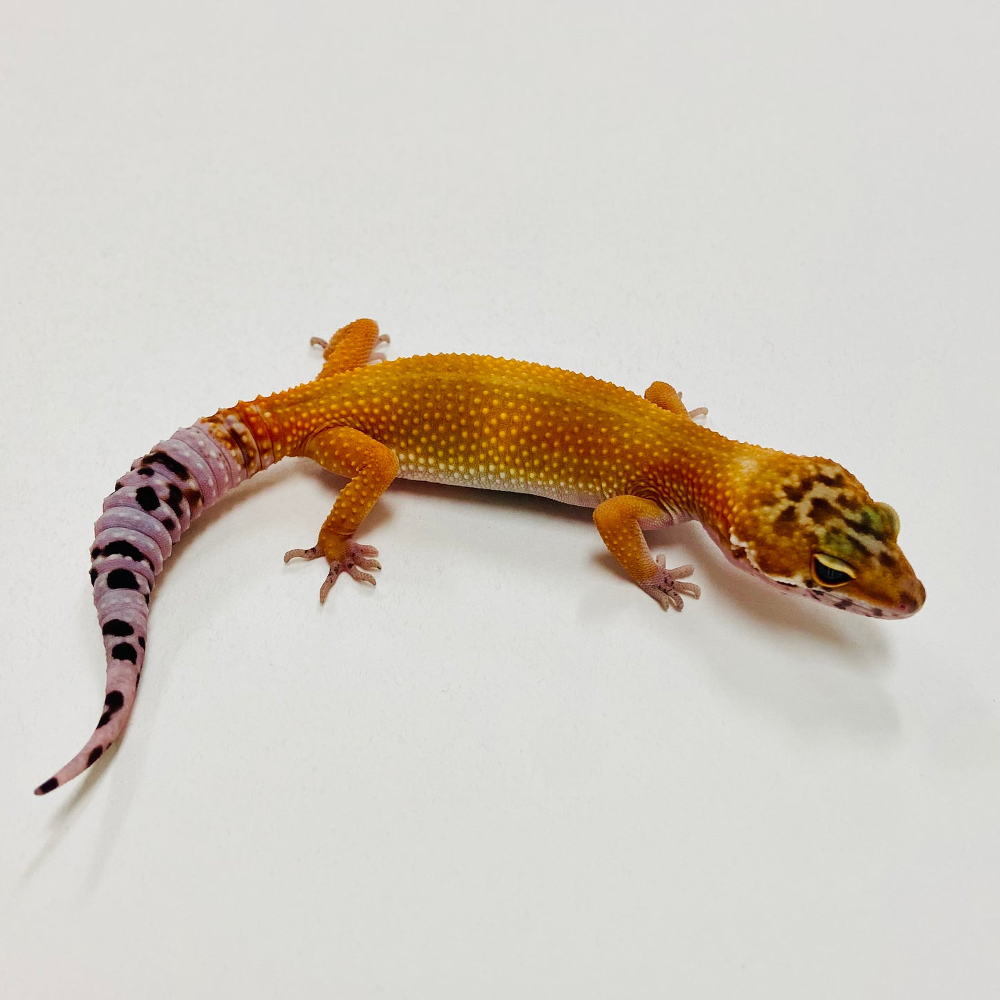 Tangerine Leopard Gecko 2025-174