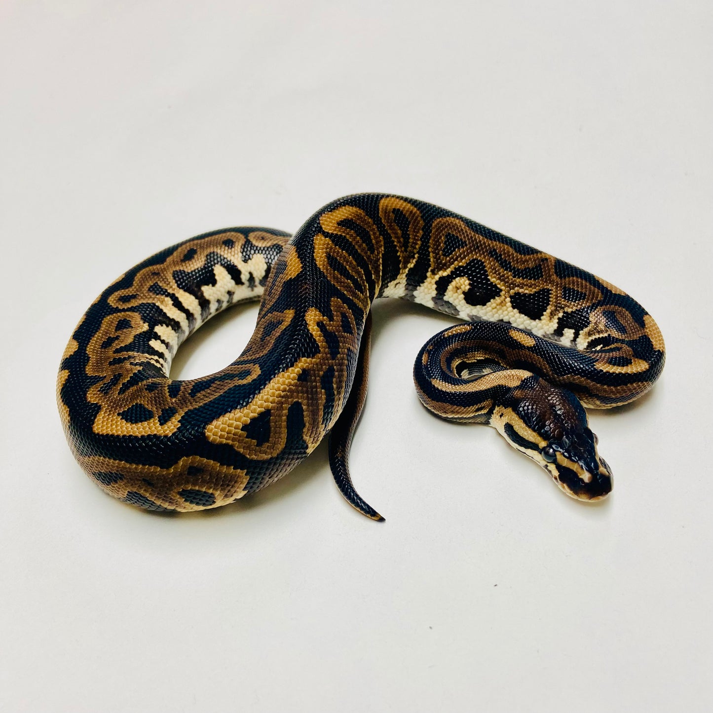 Lori Leopard Ball Python Male 2025M02