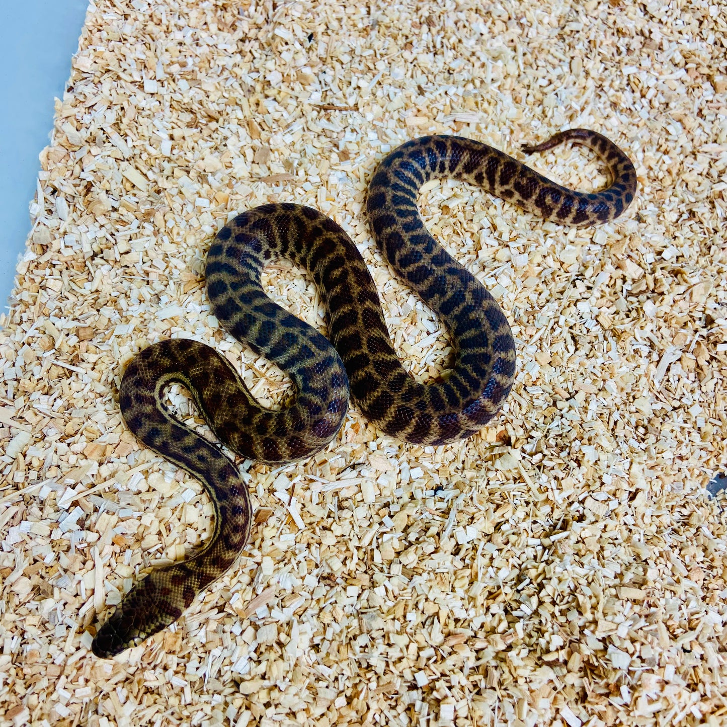 Stimsons Python Male 2024M02