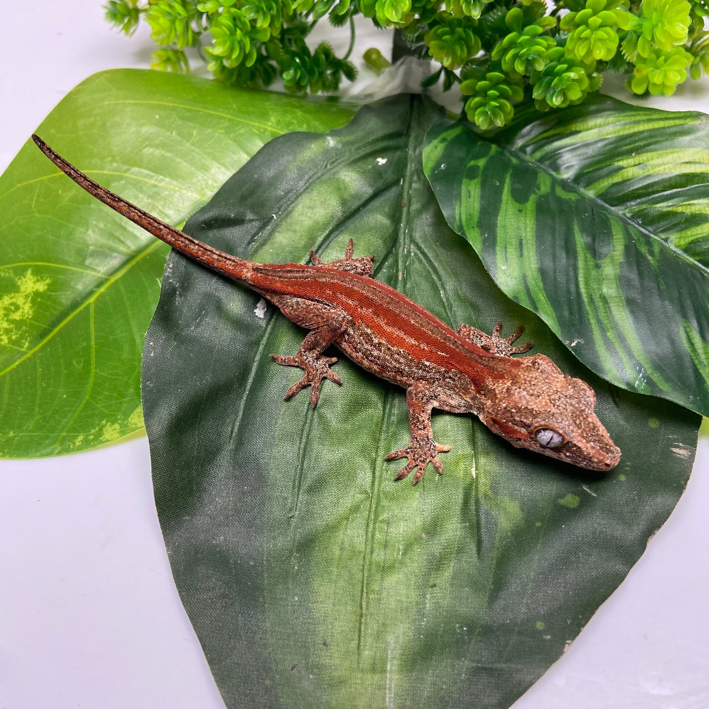 Red/Orange Stripe Gargoyle Gecko 2024 Female PJ02
