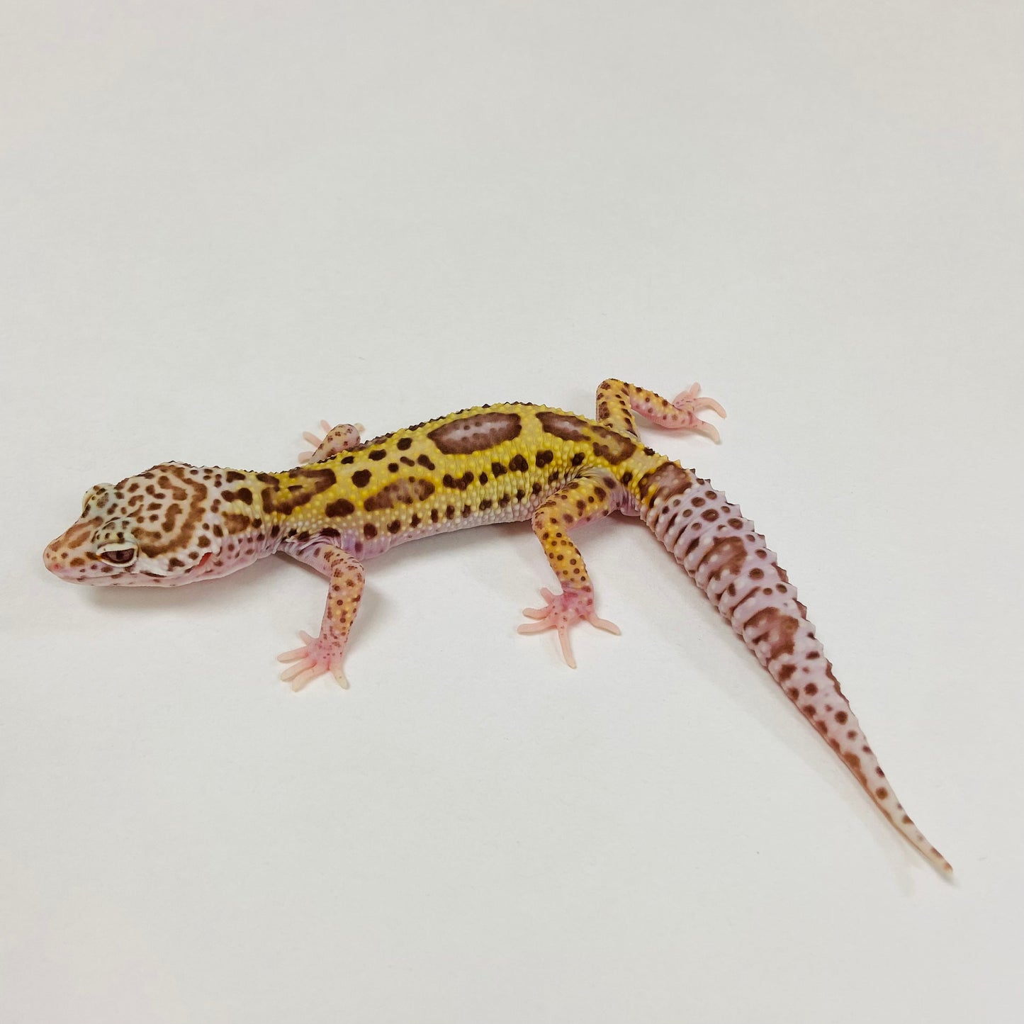 Bold Bell Eclipse Leopard Gecko Male 2025-094