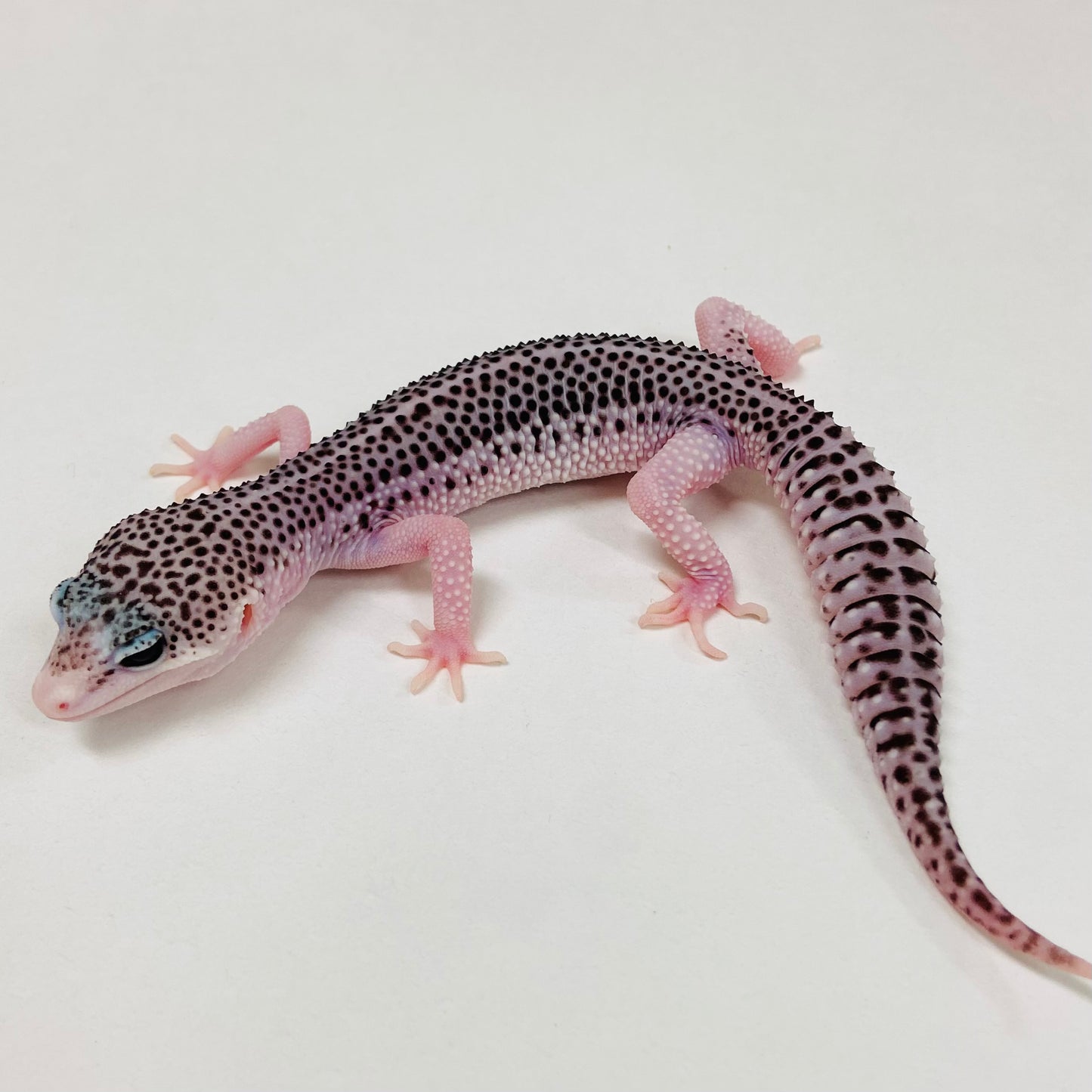 Galaxy Leopard Gecko Male 2025-085