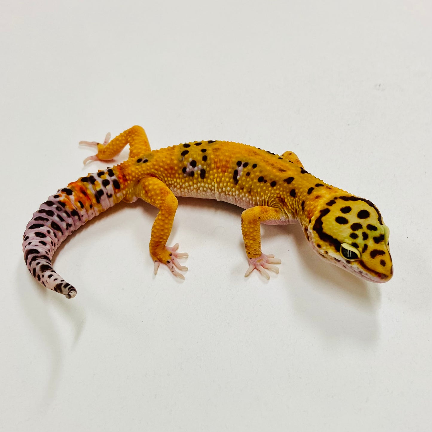 Tangerine Leopard Gecko Male F-A1-81924-1