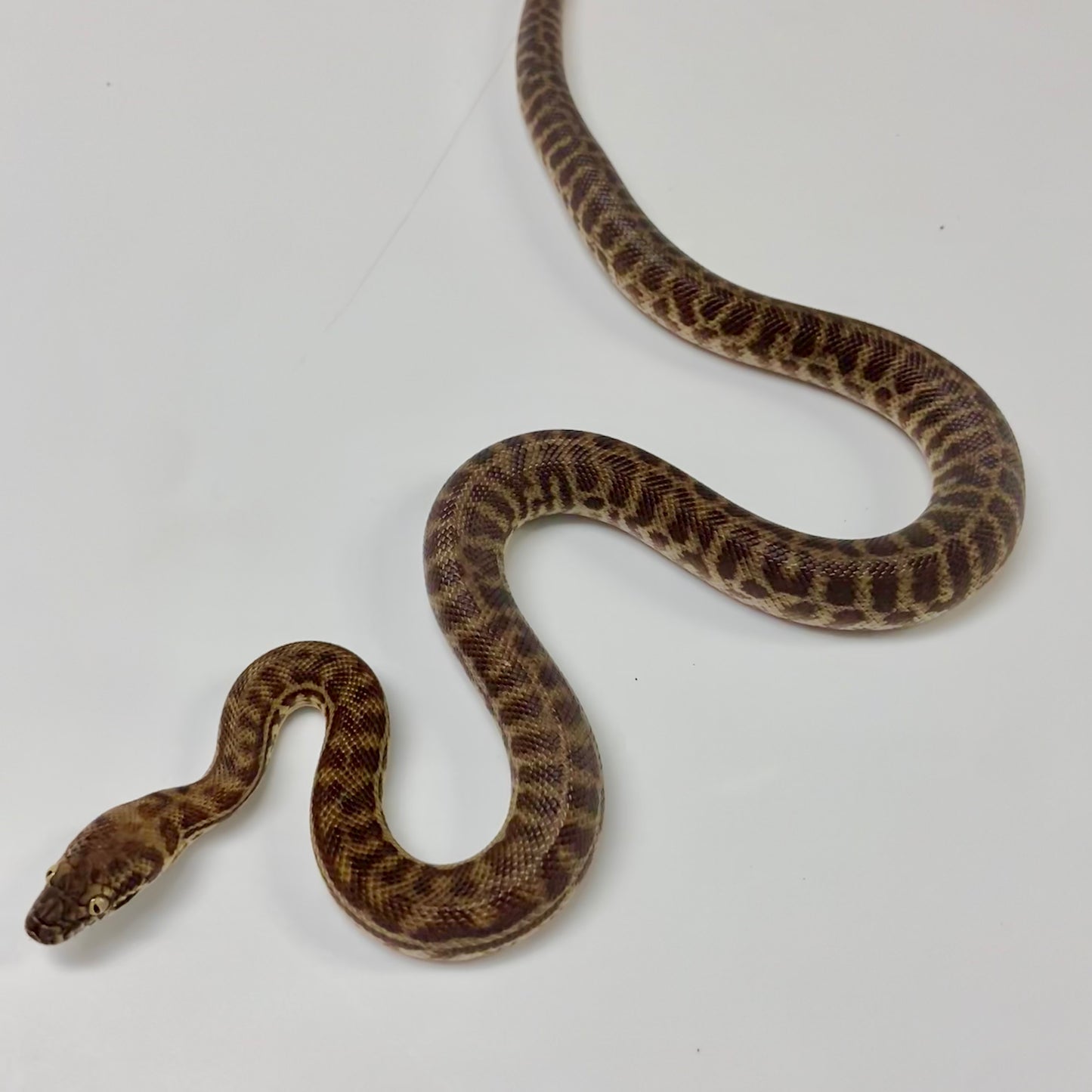 Stimsons Python Male 2024M02