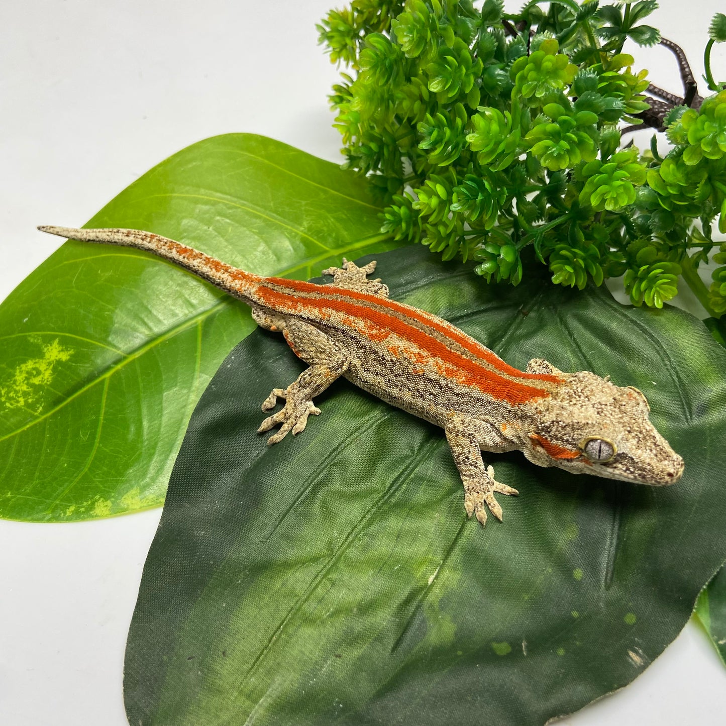 Red/Orange Stripe Gargoyle Gecko 2024 Male EH03