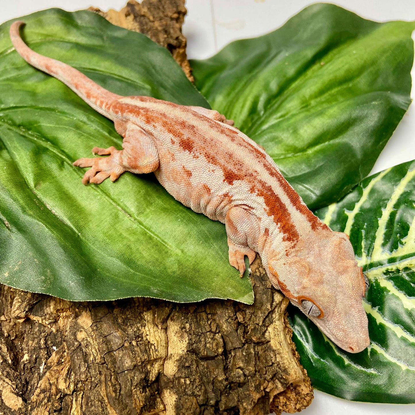 Red Stripe Gargoyle Gecko 2022 Male RB01