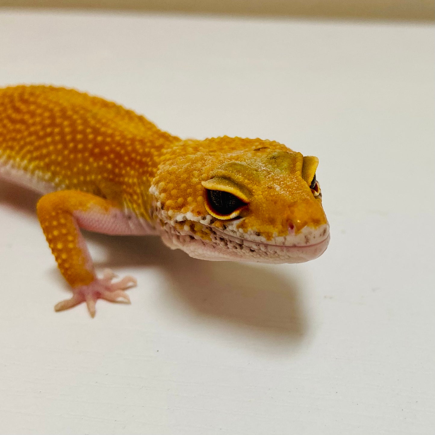 Super Hypo Tangerine W/Y Leopard Gecko Female F-L1-90520-1