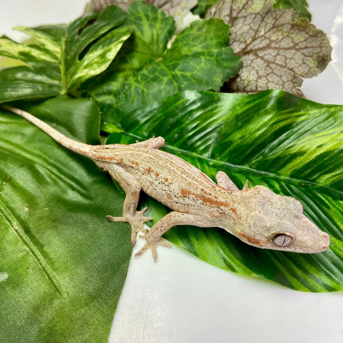 Orange Stripe Gargoyle Gecko 2024 Male 71124-01