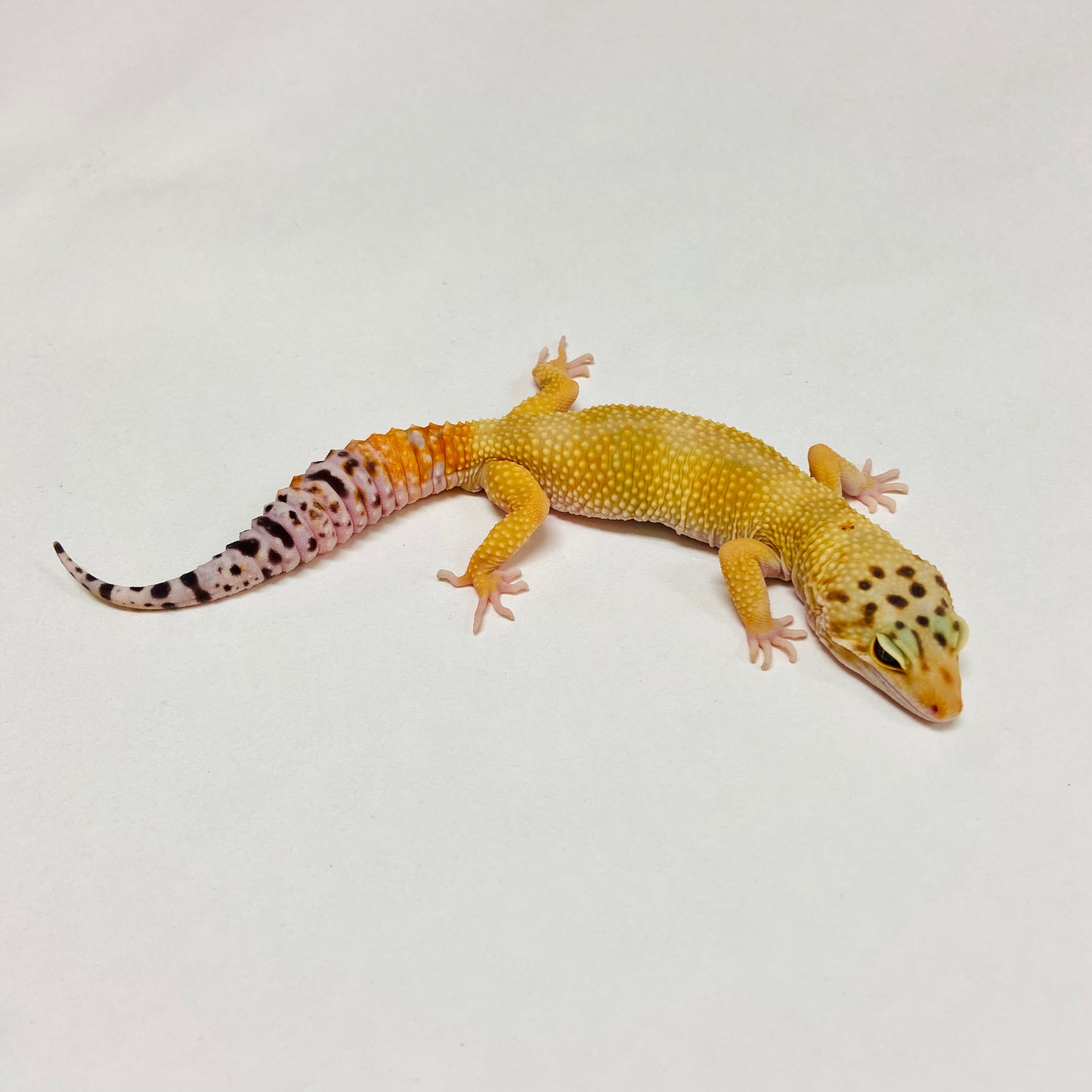 Super Hypo Tangerine Carrot Tail W/Y Leopard Gecko Male B-B5-90524-1