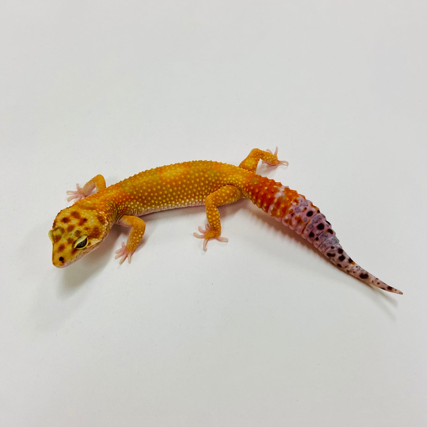 Citrine Leopard Gecko Female H-C9-101223-1